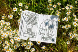 Ben El Halawany a.k.a. El Bebbe Grande 