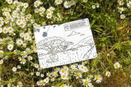 Ben El Halawany a.k.a. El Bebbe Grande