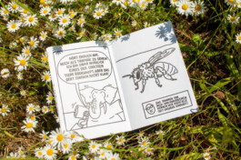 Ben El Halawany a.k.a. El Bebbe Grande